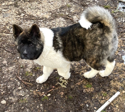 Les chiots de Akita americain