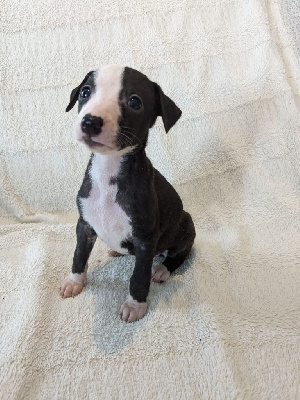 Les chiots de Whippet