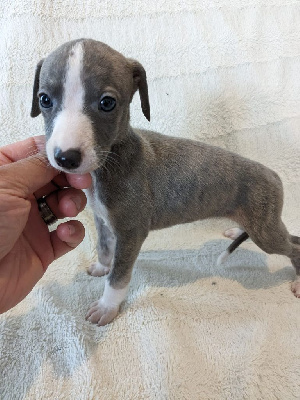 Les chiots de Whippet