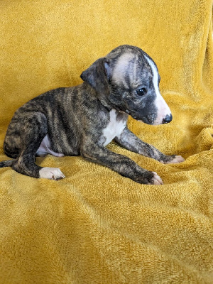 Les chiots de Whippet