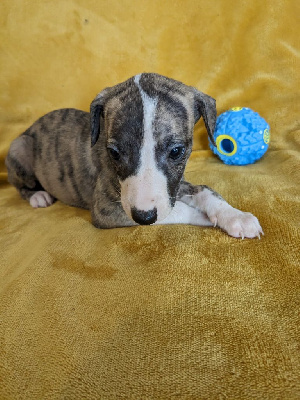 Les chiots de Whippet