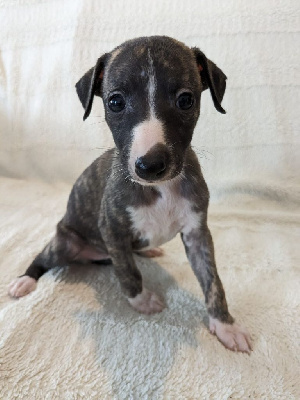 Les chiots de Whippet