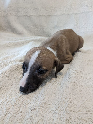 Les chiots de Whippet