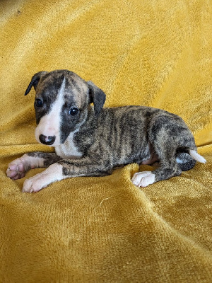 Les chiots de Whippet