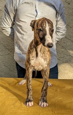 Les chiots de Whippet