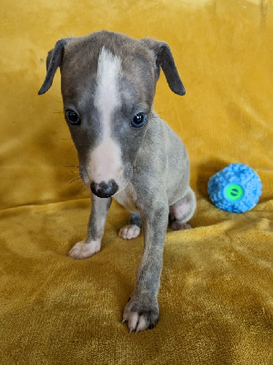 Les chiots de Whippet