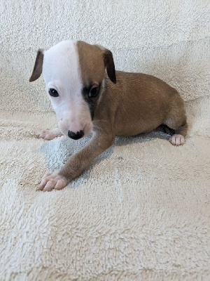 Les chiots de Whippet