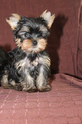 Les chiots de Yorkshire Terrier