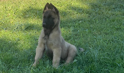 Les chiots de Berger Belge