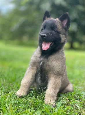 Les chiots de Berger Belge