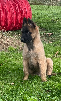 Les chiots de Berger Belge