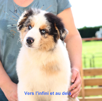 Les chiots de Berger Australien