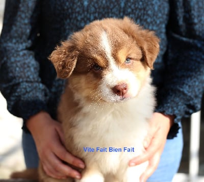 Les chiots de Berger Australien