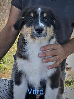 Les chiots de Berger Australien