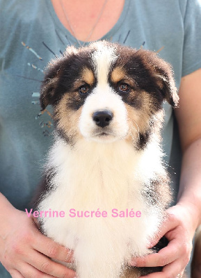 Les chiots de Berger Australien