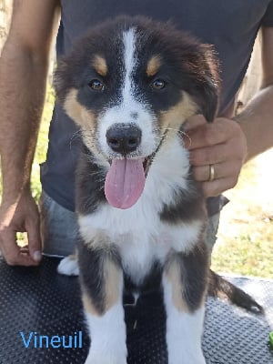 Les chiots de Berger Australien