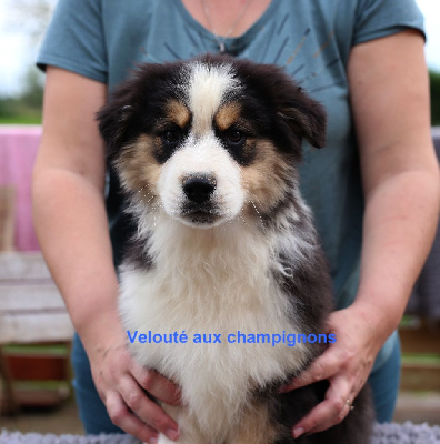 Les chiots de Berger Australien