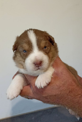 Les chiots de Berger Australien