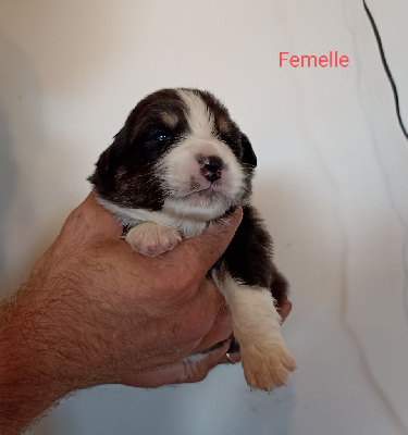 Les chiots de Berger Australien