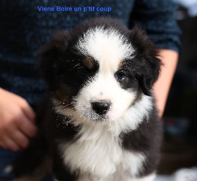 Les chiots de Berger Australien