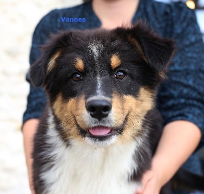 Les chiots de Berger Australien