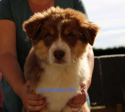 Les chiots de Berger Australien