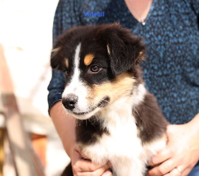 Les chiots de Berger Australien