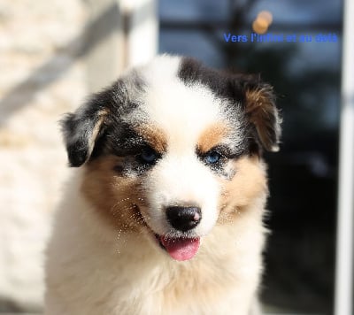 Les chiots de Berger Australien