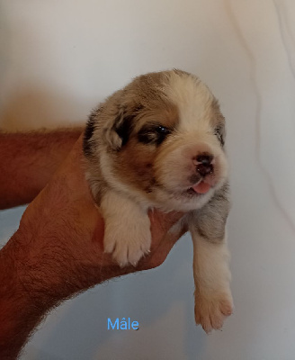 Les chiots de Berger Australien