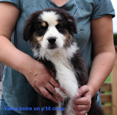 Les chiots de Berger Australien