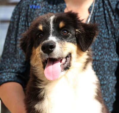 Les chiots de Berger Australien