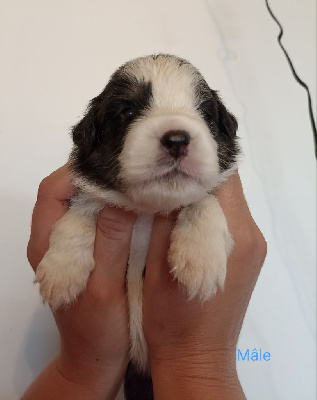 Les chiots de Berger Australien