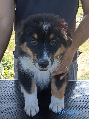 Les chiots de Berger Australien