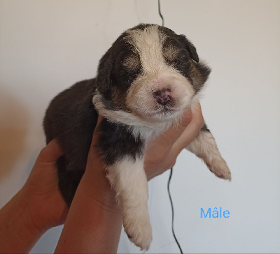 Les chiots de Berger Australien