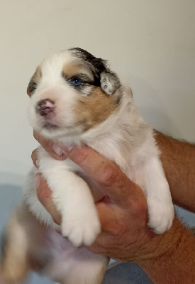 Les chiots de Berger Australien