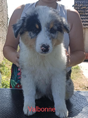 Les chiots de Berger Australien