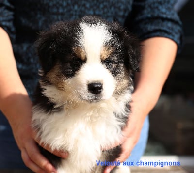 Les chiots de Berger Australien