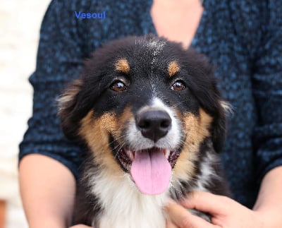 Les chiots de Berger Australien