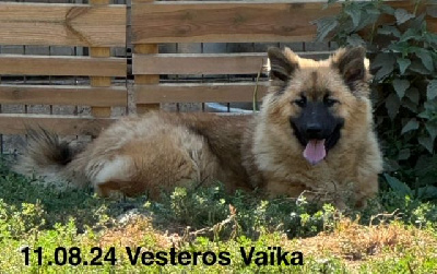 Les chiots de Eurasier