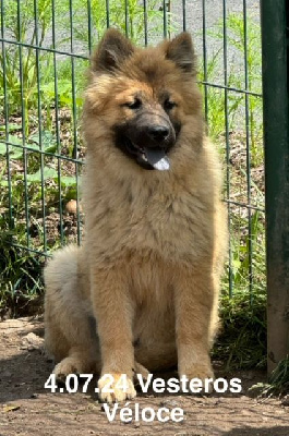 Les chiots de Eurasier