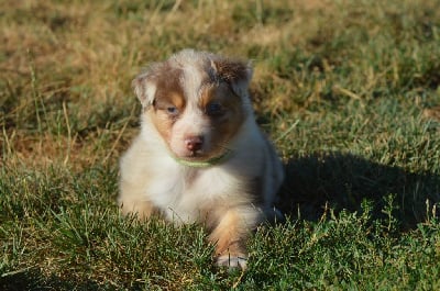 Les chiots de Berger Australien