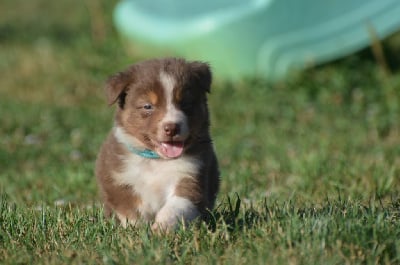 Les chiots de Berger Australien