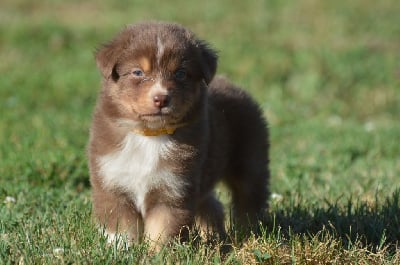 Les chiots de Berger Australien