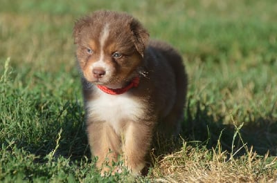 Les chiots de Berger Australien