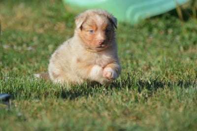 Les chiots de Berger Australien