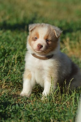 Les chiots de Berger Australien