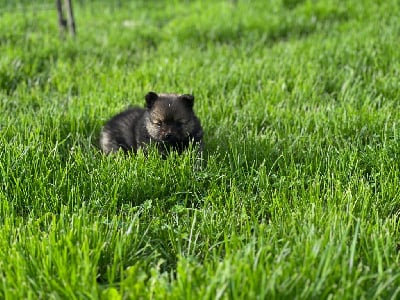 Les chiots de Spitz allemand