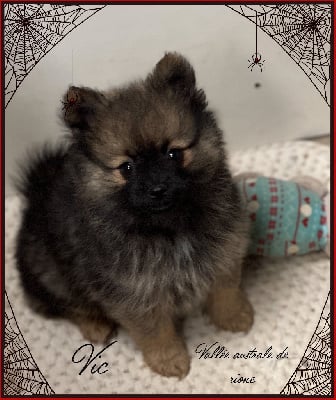 Les chiots de Spitz allemand