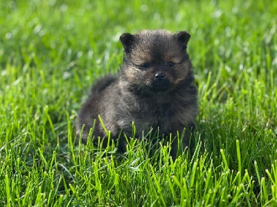 Les chiots de Spitz allemand