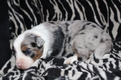 Les chiots de Berger Australien